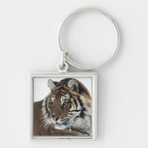 Sibirischer Tiger (Panthera der Tigris Altaica) Schlüsselanhänger