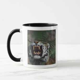 Sibirischer Tiger (Panthera der Tigris) entblößt Tasse