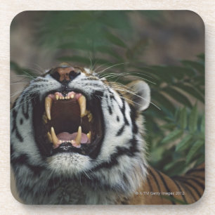 Sibirischer Tiger (Panthera der Tigris) entblößt Untersetzer