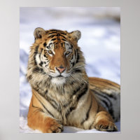 Sibirischer Tiger, Panthera tigris altaica, Asien