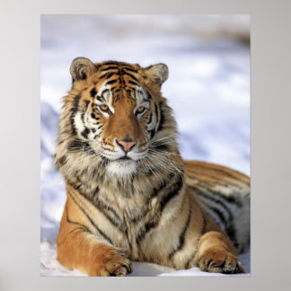 Sibirischer Tiger, Panthera tigris altaica, Asien Poster