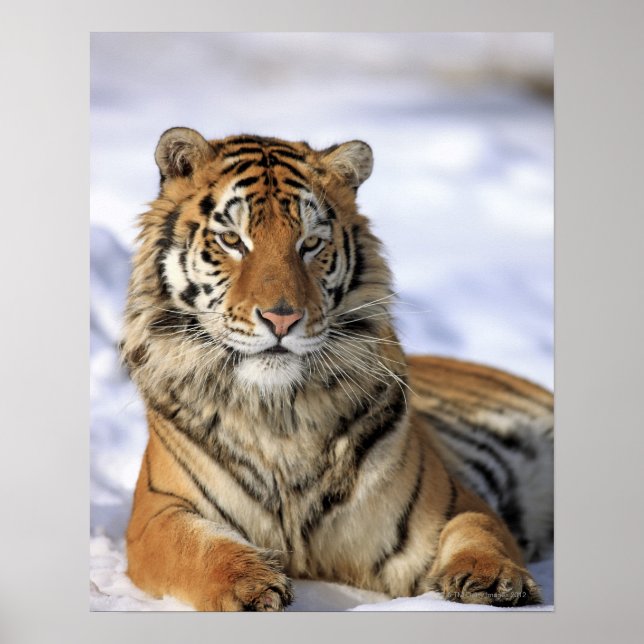 Sibirischer Tiger, Panthera tigris altaica, Asien Poster (Vorne)