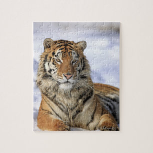 Sibirischer Tiger, Panthera tigris altaica, Asien Puzzle