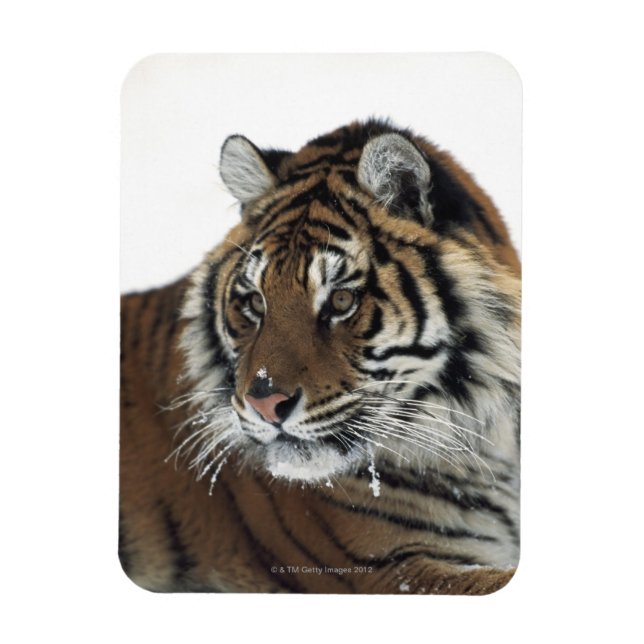 Sibirischer Tiger (Panthera Tigris Altaica) Magnet (Vertikal)