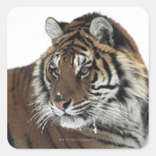 Sibirischer Tiger (Panthera Tigris Altaica) Quadratischer Aufkleber