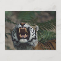 Sibirischer Tiger (Panthera Tigris) Fangzähne