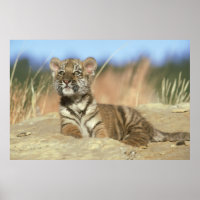 Sibirischer Tiger