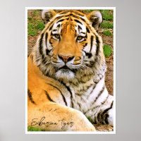 Sibirischer Tiger