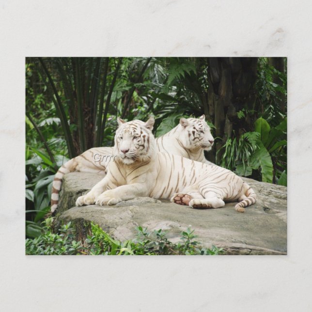 Sibirischer Tiger Postkarte (Vorderseite)