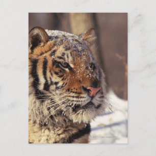 Sibirischer Tiger Postkarte