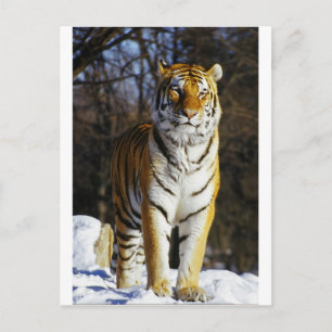 Sibirischer Tiger Postkarte