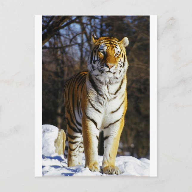 Sibirischer Tiger Postkarte (Vorderseite)