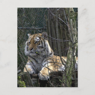 Sibirischer Tiger Postkarte