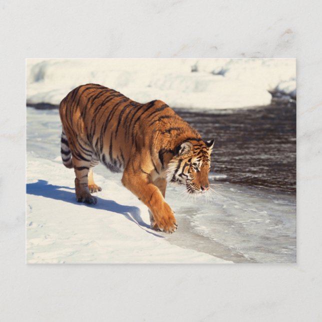 Sibirischer Tiger Postkarte (Vorderseite)