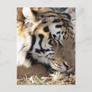 Sibirischer Tiger Postkarte