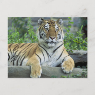 Sibirischer Tiger Postkarte