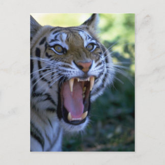 Sibirischer Tiger Postkarte