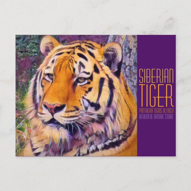 Sibirischer Tiger [Postkarte] Postkarte (Vorderseite)