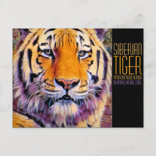 Sibirischer Tiger [Postkarte] Postkarte