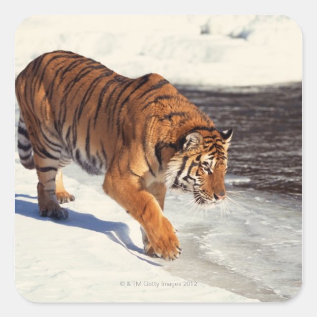 Sibirischer Tiger Quadratischer Aufkleber (Vorderseite)