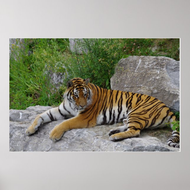 Sibirischer Tiger Relaxen auf einem Felsen Poster (Vorne)