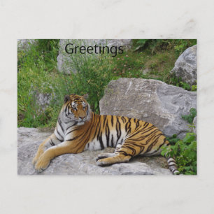Sibirischer Tiger Relaxen auf einem Felsen Postkarte