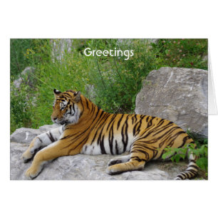 Sibirischer Tiger ruht sich auf einem Felsen aus