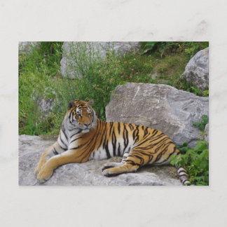Sibirischer Tiger ruht sich auf einem Felsen aus Postkarte