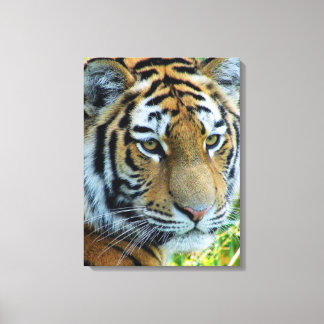 Sibirischer Tiger, von Amur Tiger ummantelte Canva Leinwanddruck