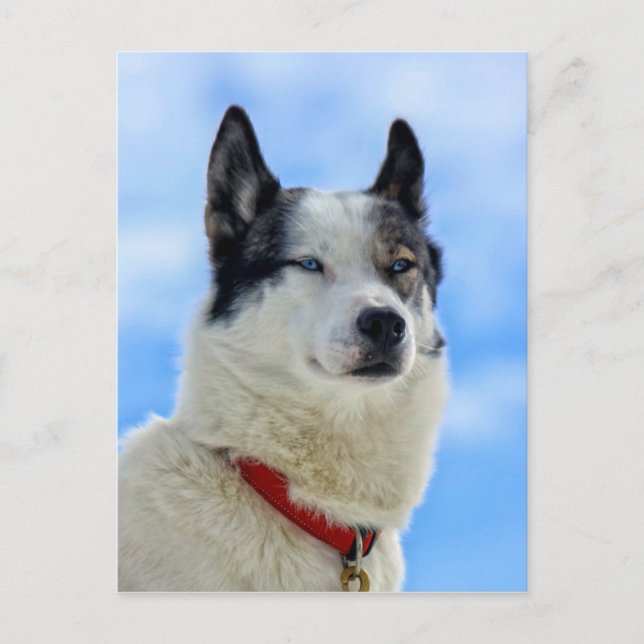 Sibirisches Huskyportrait Postkarte (Vorderseite)