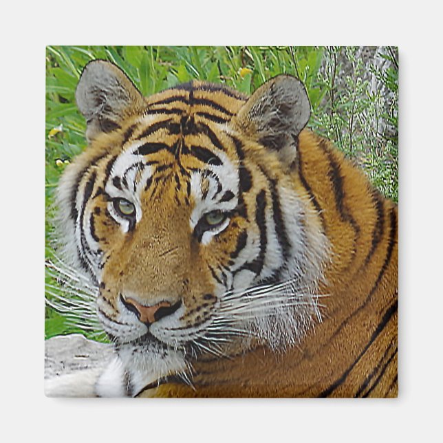 Sibirisches Tiger Closeup Foto Magnet (Vorne)