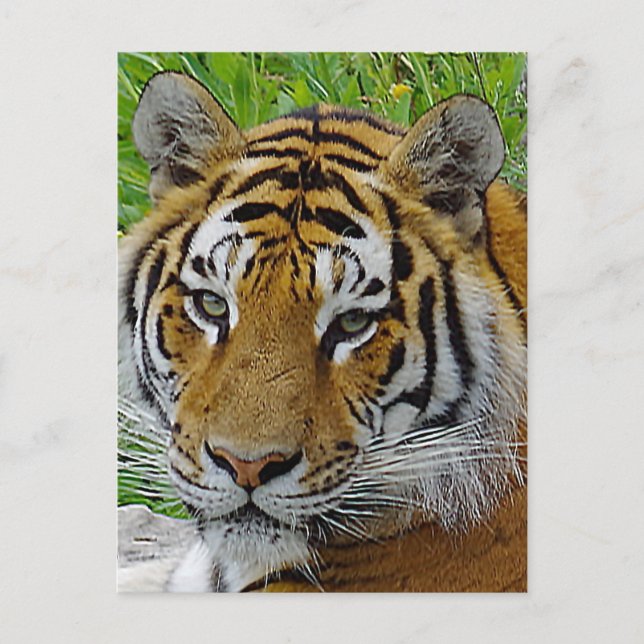 Sibirisches Tiger Closeup Foto Postkarte (Vorderseite)