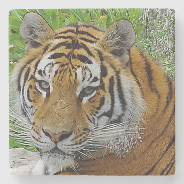 Sibirisches Tiger Closeup Foto Steinuntersetzer (Vorderseite)