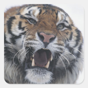 Sibirisches Tiger Quadratischer Aufkleber