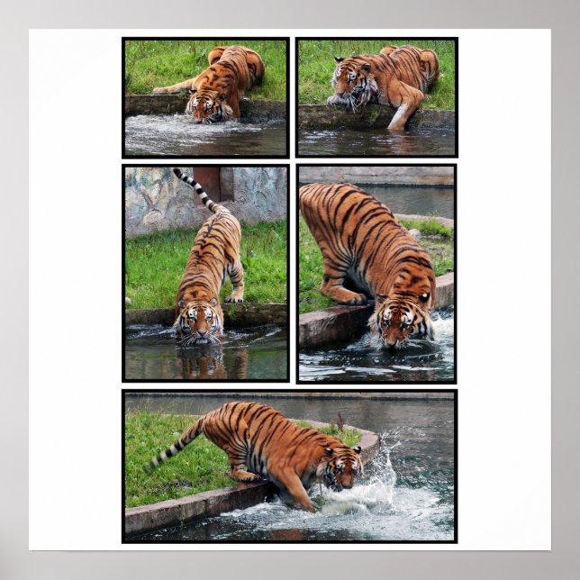 Sibirisches Tigerposter Poster (Vorne)