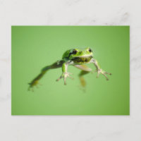 Sich hin- und herbewegender Frosch im
