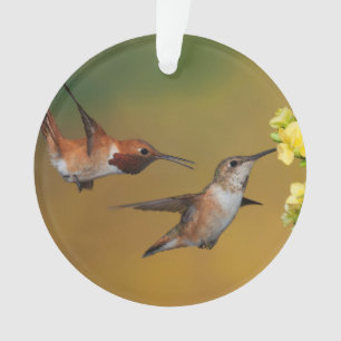 Sich hin- und herbewegender Rufous Kolibri Ornament