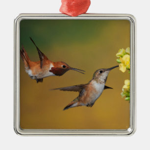 Sich hin- und herbewegender Rufous Kolibri Ornament Aus Metall