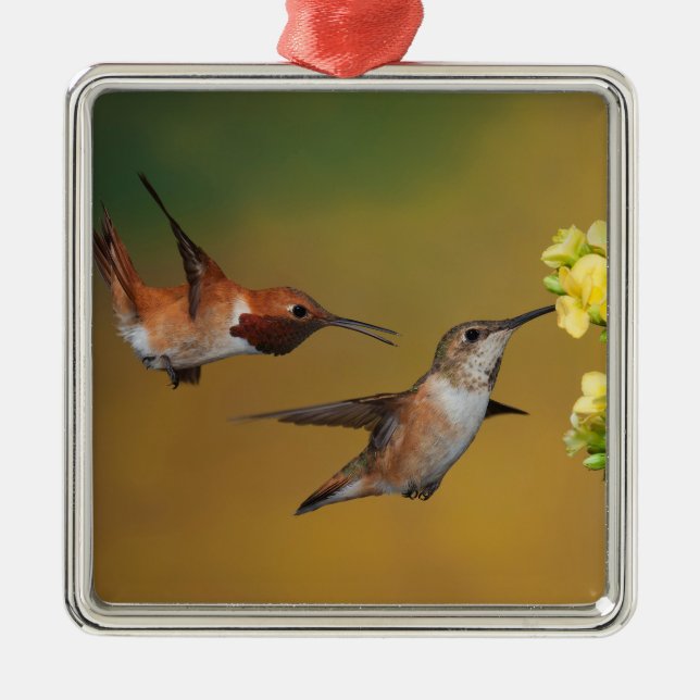 Sich hin- und herbewegender Rufous Kolibri Ornament Aus Metall (Vorne)