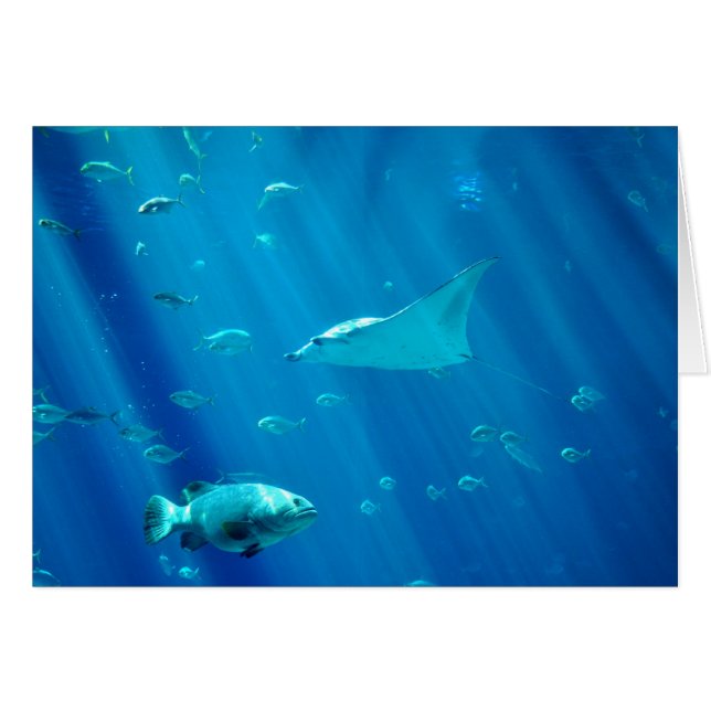 Sich hin- und herbewegender Sting-Strahl (Vorderseite (Horizontal))