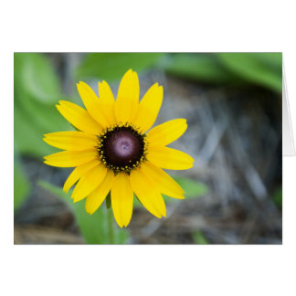 Sich hin- und herbewegendes Gänseblümchen