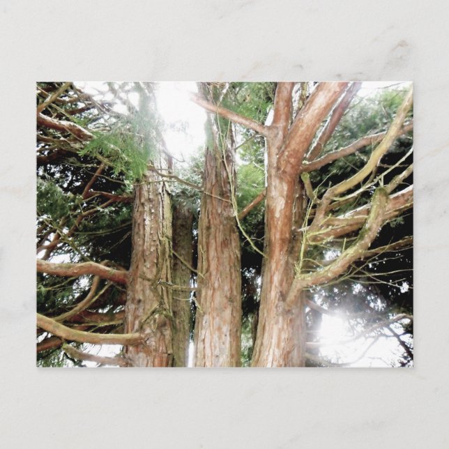 Sicherheitsfeststellung Postkarte (Vorderseite)