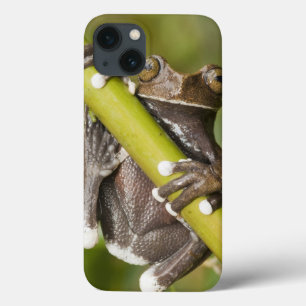 Sichernder Tapichalaca Baum-Frosch Hyloscirtus Case-Mate iPhone Hülle