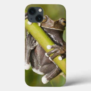 Sichernder Tapichalaca Baum-Frosch Hyloscirtus Case-Mate iPhone Hülle