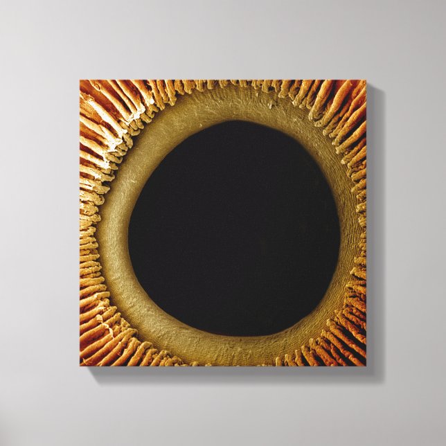 Sicht auf die Innenseite der Irisblende Leinwanddruck (Vorderseite)