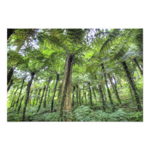 Sicht auf die Vegetation im botanischen Garten von Fotodruck