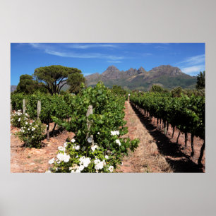 Sicht auf die Weinberge. Stellenbosch Poster