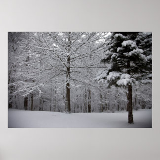 Sicht auf Wälder Poster