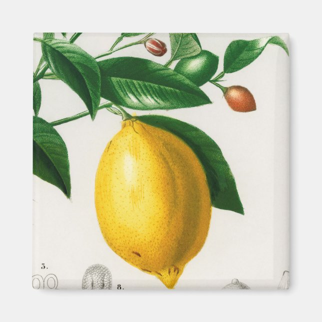 Sicilian lemon magnet (Vorne)