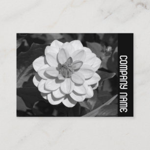 Side Band - Dahlia 'David Howard' Visitenkarte